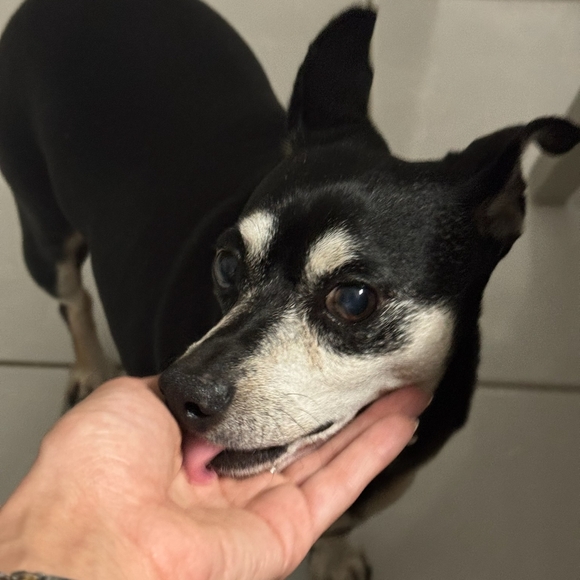 Meet your Posher, Heidi - Picture 7 of 10